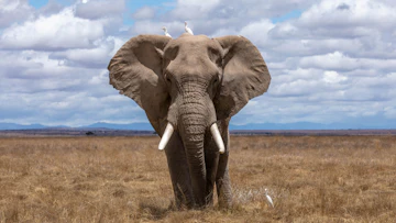Elephant walking during daytime