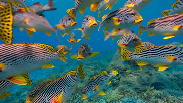 A large group of fish swimming over a coral reef